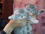 Кішки, кошенята Highland Fold, ціна 1000 Грн., Фото