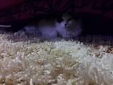 Кішки, кошенята Сибірська, ціна 5 Грн., Фото