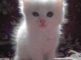Кошки, котята Сибирская, цена 2 Грн., Фото