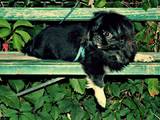 Собаки, щенята Пекінес, Фото