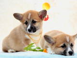 Собаки, щенята Вельш коргі пемброк, ціна 14000 Грн., Фото