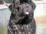 Собаки, щенята Ньюфаундленд, ціна 6000 Грн., Фото