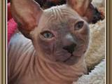 Кошки, котята Донской сфинкс, цена 3000 Грн., Фото