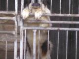Собаки, щенята Московська сторожова, ціна 1500 Грн., Фото