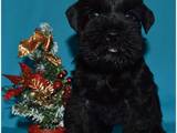 Собаки, щенята Цвергшнауцер, ціна 3000 Грн., Фото