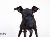 Собаки, щенята Левретка, ціна 5000 Грн., Фото