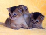 Кішки, кошенята Абіссінська, ціна 13000 Грн., Фото