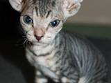 Кошки, котята Донской сфинкс, цена 600 Грн., Фото