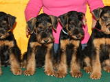Собаки, щенки Эрдельтерьер, цена 6500 Грн., Фото