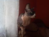 Кошки, котята Азиатская жесткошерстная, цена 1000 Грн., Фото