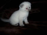 Кошки, котята Колор-пойнт короткошерстный, цена 1200 Грн., Фото