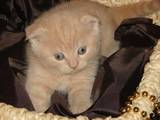 Кошки, котята Колор-пойнт короткошерстный, цена 1200 Грн., Фото