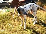Собаки, щенята Далматин, ціна 5 Грн., Фото