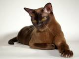 Кішки, кошенята Європейська короткошерста, ціна 8000 Грн., Фото