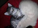 Кошки, котята Норвежская лесная, цена 100 Грн., Фото