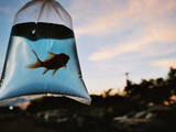 Рибки, акваріуми Акваріуми і устаткування, ціна 0.10 Грн., Фото