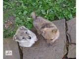 Собаки, щенки Восточно-Сибирская лайка, цена 2000 Грн., Фото