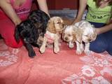 Собаки, щенята Американський коккер, ціна 1500 Грн., Фото