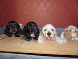 Собаки, щенята Американський коккер, ціна 1500 Грн., Фото