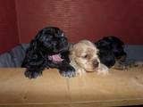 Собаки, щенки Американский коккер, цена 1500 Грн., Фото
