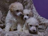 Собаки, щенята Той-пудель, ціна 2000 Грн., Фото