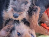 Собаки, щенки Эрдельтерьер, цена 2500 Грн., Фото