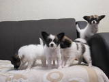 Собаки, щенки Папильон, цена 6000 Грн., Фото