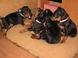 Собаки, щенки Пинчер, цена 5000 Грн., Фото