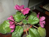 Домашні рослини Фіалки, ціна 25 Грн., Фото