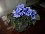 Домашні рослини Фіалки, ціна 25 Грн., Фото