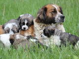 Собаки, щенки Московская сторожевая, цена 2400 Грн., Фото