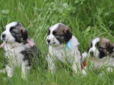 Собаки, щенки Московская сторожевая, цена 2400 Грн., Фото