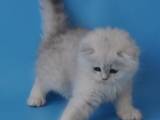 Кошки, котята Хайленд Фолд, цена 4500 Грн., Фото