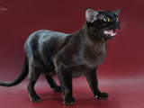 Кішки, кошенята Бурма, ціна 15000 Грн., Фото