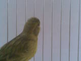 Папуги й птахи Канарки, ціна 450 Грн., Фото
