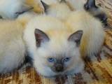 Кішки, кошенята Сіамська, ціна 300 Грн., Фото