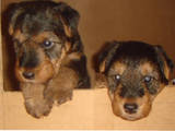Собаки, щенята Вельштер'єр, ціна 2000 Грн., Фото