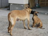 Собаки, щенки Бельгийская овчарка (Малинуа), цена 2000 Грн., Фото