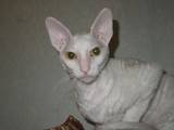 Кошки, котята Корниш-рекс, цена 2300 Грн., Фото