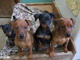 Собаки, щенки Пинчер, цена 3000 Грн., Фото