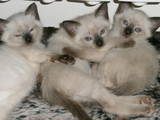 Кошки, котята Сиамская, цена 1500 Грн., Фото