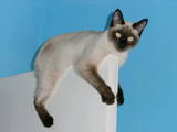 Кошки, котята Сиамская, цена 1500 Грн., Фото