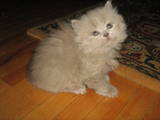 Кошки, котята Хайленд Фолд, цена 3000 Грн., Фото