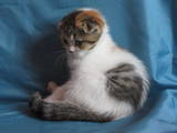 Кішки, кошенята Шотландська висловуха, ціна 5000 Грн., Фото