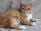 Кішки, кошенята Екзотична короткошерста, ціна 5000 Грн., Фото