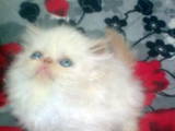 Кошки, котята Персидская, цена 700 Грн., Фото