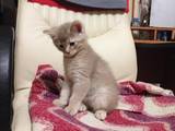 Кошки, котята Абиссинская, цена 3500 Грн., Фото