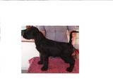 Собаки, щенята Чорний тер'єр, ціна 8 Грн., Фото