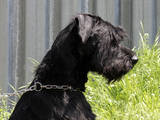 Собаки, щенки Ризеншнауцер, цена 3000 Грн., Фото