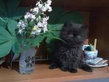 Кішки, кошенята Персидська, ціна 800 Грн., Фото